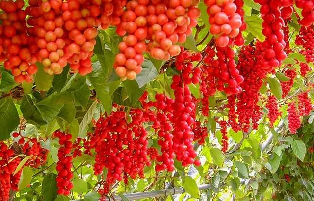 5057829541 W640 H2048 Vyroshuvannalymonnykayakvygladaye