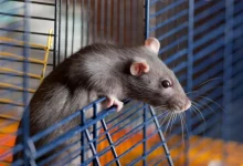 Dekorativnaya Kryisa Plyusyi I Minusyi Soderzhaniya 01 890x0 1