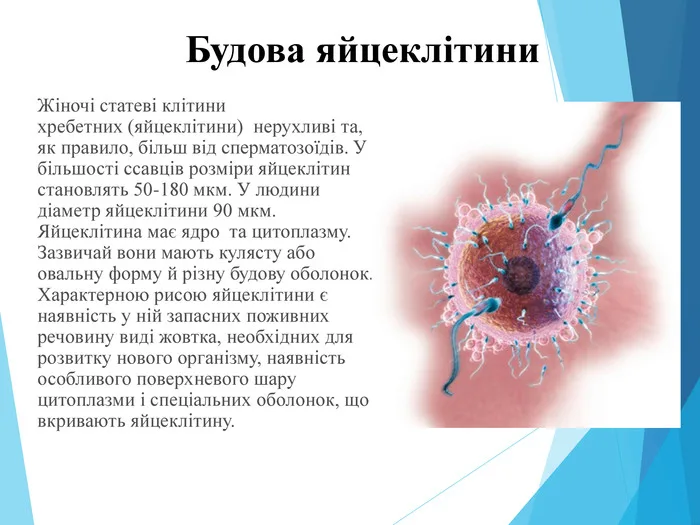 Image 0695cb2b31b24ebc90391202a7f3e489.jpg