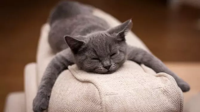 K Chemu Snitsya Kotenok Malenkij Seryj