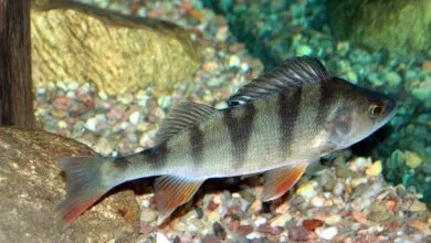 Prisnovodni Ribi Ukrayini