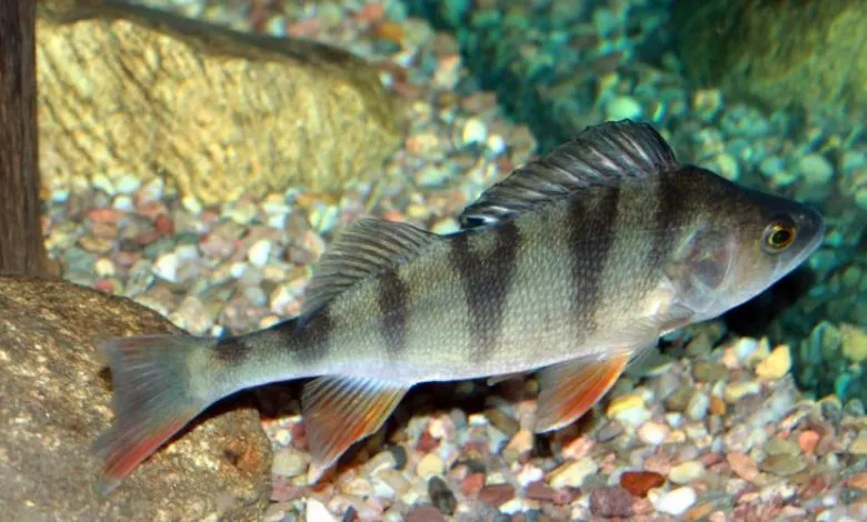 Prisnovodni Ribi Ukrayini