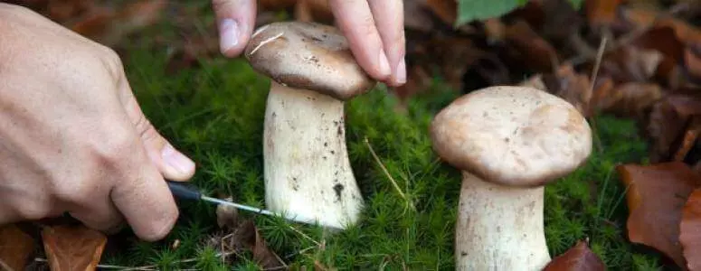 Sobirat Griby Vo Sne Chto Oznachaet Po Sonniku 1