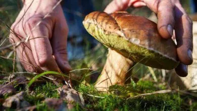 Sobirat Griby Vo Sne Chto Oznachaet Po Sonniku 2