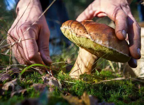 Sobirat Griby Vo Sne Chto Oznachaet Po Sonniku 2