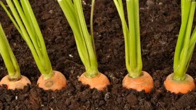 Yhddabreazeugvbw0qhd99vffaxurxozq8jxnwjk