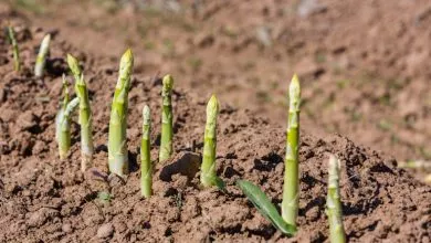 20211005 Tm Asparagus Stalks Ground