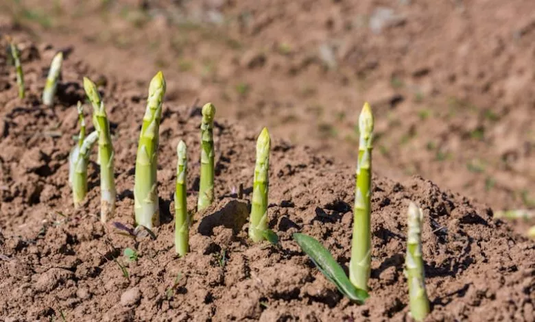 20211005 Tm Asparagus Stalks Ground