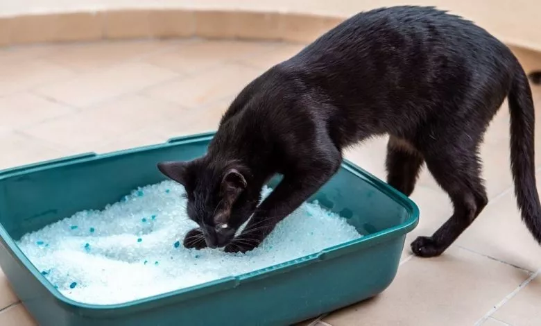 4db843596b640cce9a12221e9ce04b46