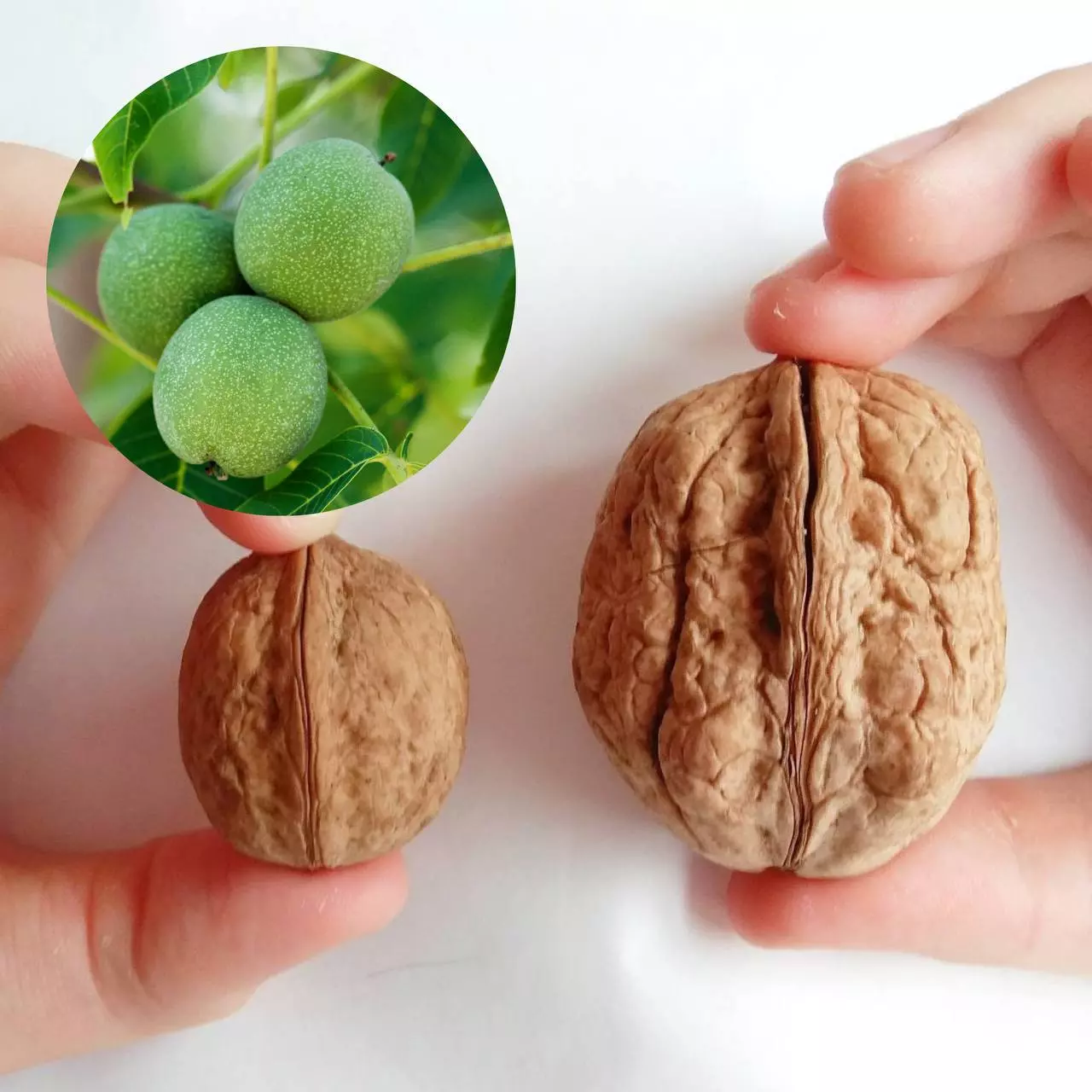 000000544 Gorih Bykovunskabomba Xw