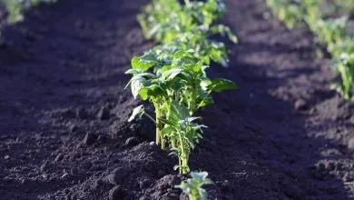 586a09bb604968a6841271d74c182d02