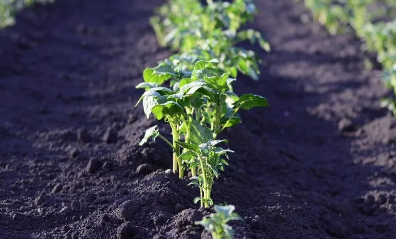 586a09bb604968a6841271d74c182d02