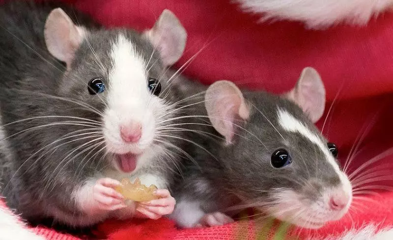 Dekorativnye Krysy 1 Medium