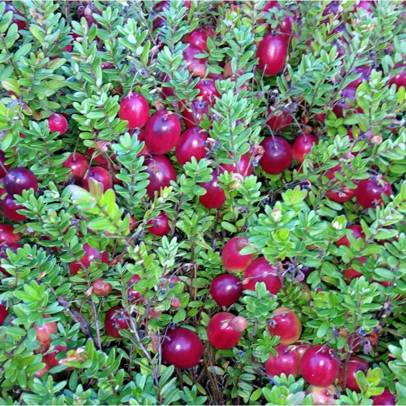 Klyukva Ben Lir Ben Lear