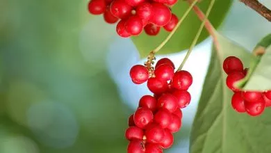 Limonnik Kitayskiy 1