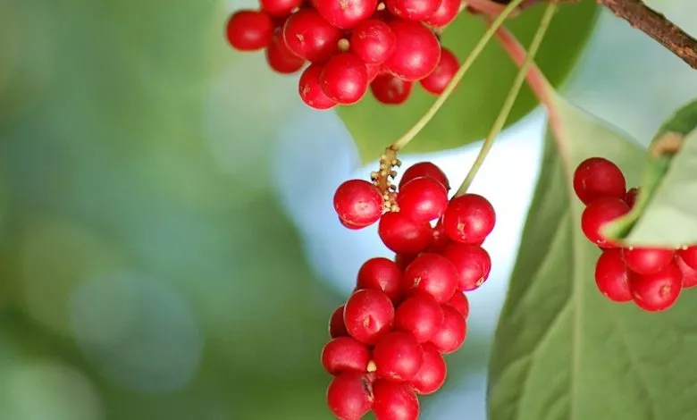 Limonnik Kitayskiy 1