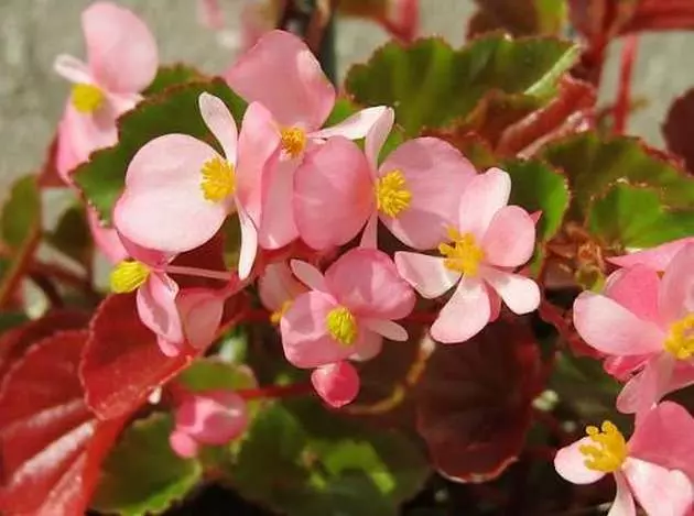 Teplolyubni I Holodostijki Roslyny