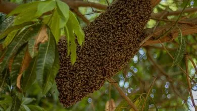 Close-up of a honey bee swarm on a tree branch in Daura, Nigeria.