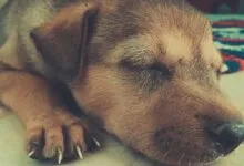 Cute puppy peacefully sleeping on a tile floor with soft lighting.