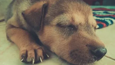 Cute puppy peacefully sleeping on a tile floor with soft lighting.