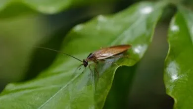 Close-up image of a cockroach sitting on a green leaf, showcasing insect detail.