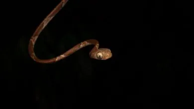 Blunthead tree snake posed against a dark background, showcasing its elegant form.