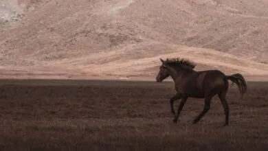 A solitary horse runs freely across the vast open fields of Seydişehir, T&uuml;rkiye.