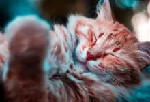 A serene close-up of a ginger cat peacefully sleeping outdoors, capturing its soft fur and whiskers.
