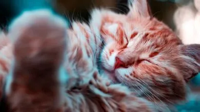 A serene close-up of a ginger cat peacefully sleeping outdoors, capturing its soft fur and whiskers.