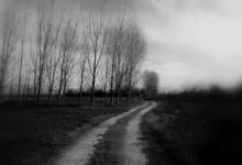 Serene rural path lined with bare trees in a black and white landscape.
