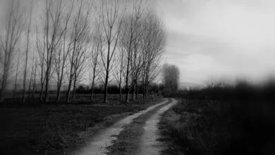 Serene rural path lined with bare trees in a black and white landscape.