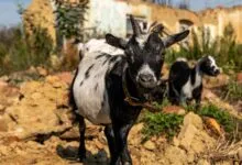 Close-up of a goat standing amidst ruins in Gare&scaron;nica, Croatia on a sunny day.