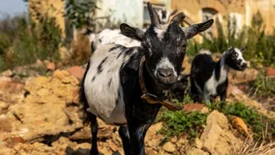 Close-up of a goat standing amidst ruins in Garešnica, Croatia on a sunny day.