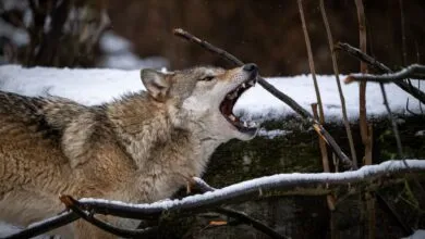 A fierce gray wolf howling amidst a snowy forest setting, embodying the wilderness spirit.