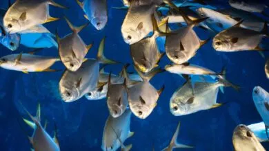 Dynamic image of a school of silver fish swimming against a deep blue aquatic backdrop.