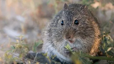 Adorable cactus mouse sitting in natural surroundings, showcasing its fluffy fur and curious expression.