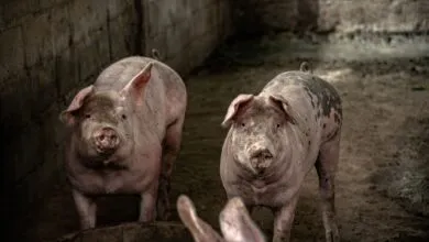 Two pigs in an indoor pen on a farm, showcasing their natural environment.
