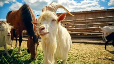 Charming close-up of a goat with horns standing on a sunny farmyard.