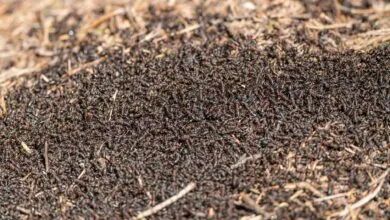 Close-up view of a bustling anthill with many ants moving actively across the surface.