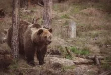 A powerful brown bear walking through its natural woodland habitat, showcasing wildlife beauty.