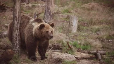 A powerful brown bear walking through its natural woodland habitat, showcasing wildlife beauty.