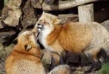 A pair of red foxes playfully interacting in a forest setting, showcasing their natural behavior.