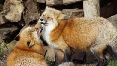 A pair of red foxes playfully interacting in a forest setting, showcasing their natural behavior.