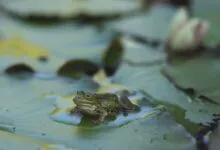 Close-up of a frog sitting on a lily pad in a pond, showcasing serene nature.