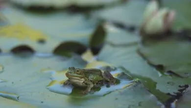 Close-up of a frog sitting on a lily pad in a pond, showcasing serene nature.